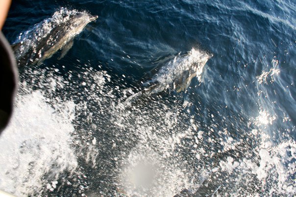 77086_461973508290_159718_n